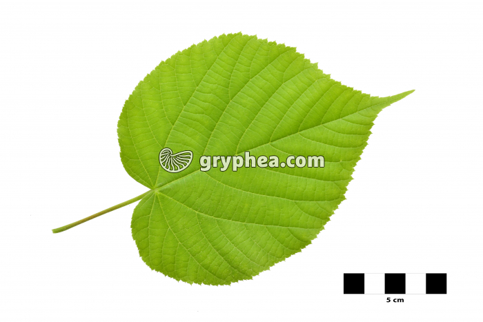 Tilleul à grandes feuilles - feuille isolée (Tilia grandifolia) - gryphea.org